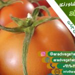 قیمت گوجه فرنگی گلخانه ایی + سورت روسیه