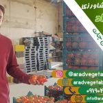 خرید و فروش گوجه گلخانه ای عمده + قیمت مناسب