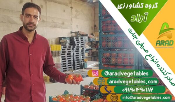 خرید و فروش گوجه گلخانه ای عمده + قیمت مناسب