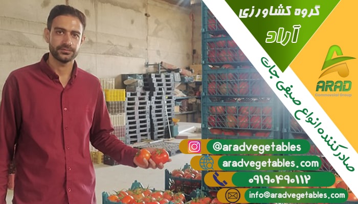 خرید و فروش گوجه گلخانه ای عمده + قیمت مناسب