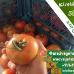قیمت عمده گوجه فرنگی گلخانه ای هیدروپونیک