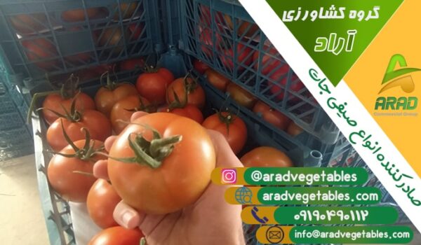 قیمت عمده گوجه فرنگی گلخانه ای هیدروپونیک