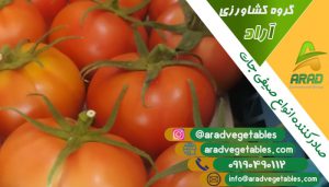 قیمت گوجه فرنگی گلخانه ای دافنیس + خرید و فروش