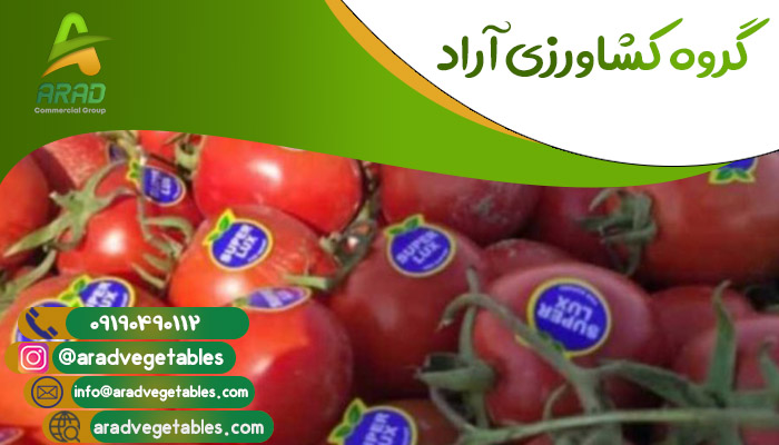 قیمت گوجه فرنگی گلخانه ای دافنیس + خرید و فروش
