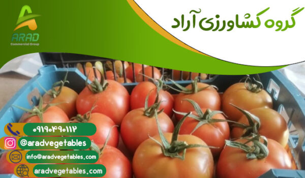 قیمت گوجه فرنگی گلخانه ای دافنیس + خرید و فروش