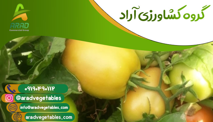 قیمت گوجه فرنگی در شیراز + سال 1402