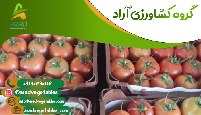 قیمت گوجه فرنگی گلخانه ای عمده + سورت خلیج