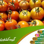 خرید عمده گوجه فرنگی از گروه کشاورزی آراد