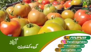 خرید و قیمت گوجه فرنگی گلخانه ای - کشاورزی آراد