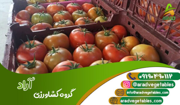 خرید و قیمت گوجه فرنگی گلخانه ای - کشاورزی آراد