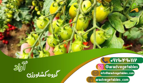 قیمت گوجه فرنگی گلخانه ای عمده