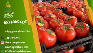 گوجه فرنگی گلخانه ای با قیمت مناسب