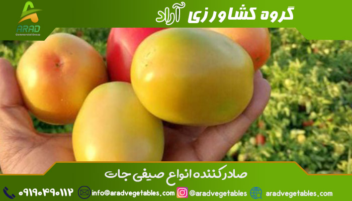 صادرات گوجه فرنگی به پاکستان