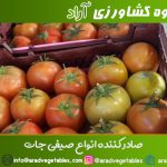تولید کننده گوجه فرنگی گلخانه ای 4129