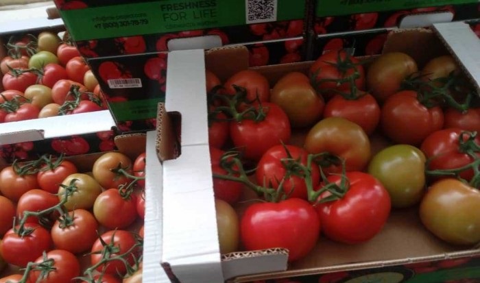 خرید گوجه فرنگی عمده ای از تولیدکننده