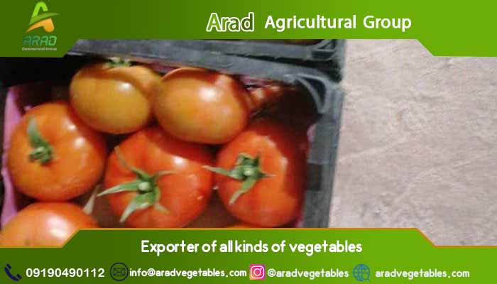 خرید گوجه گلخانه ای از کشاورز با قیمت مناسب