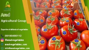 توزیع عمده گوجه فرنگی صادراتی