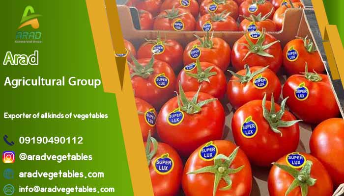توزیع عمده گوجه فرنگی صادراتی