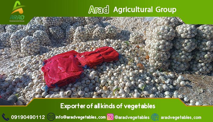 فروش عمده پیاز قرمز و سفید 3 فروش عمده پیاز قرمز و سفید