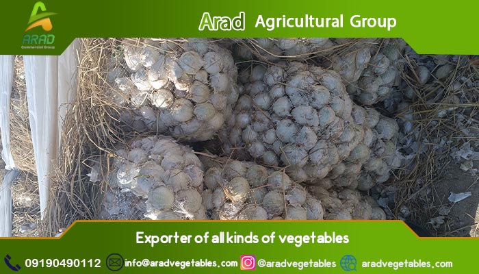 قیمت پیاز عمده اصفهان + بهترین کیفیت 3 قیمت پیاز عمده اصفهان + بهترین کیفیت