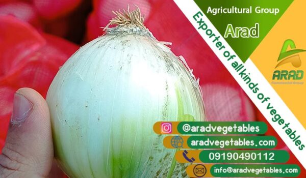 خرید پیاز سفید درجه یک + پیاز سفید به صورت عمده