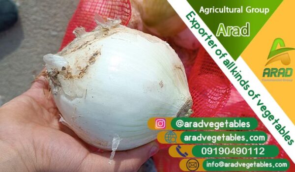 قیمت پیاز سفید اصفهان (صادراتی)