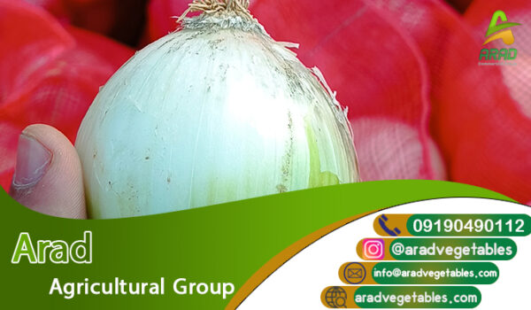 فروش عمده پیاز سفید مقرون بصرفه + با کیفیت ممتاز