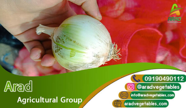 قیمت پیاز سفید ( فروش عمده)