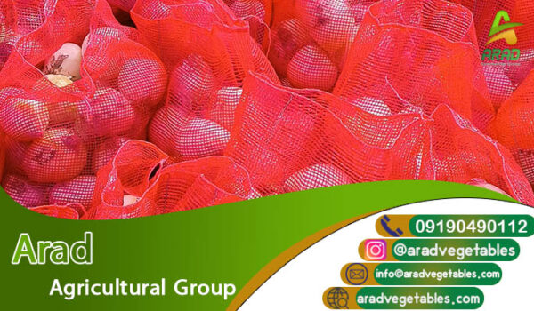 قیمت پیاز سفید عمده (صادراتی)