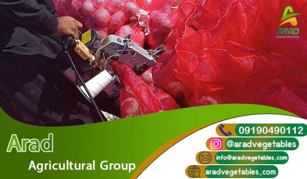 خرید پیاز سفید عمده از تولید کننده + قیمت