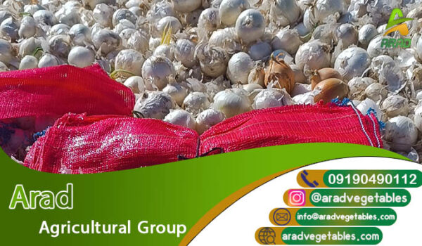 خرید پیاز سفید با کیفیت به صورت عمده + با ارسال سریع