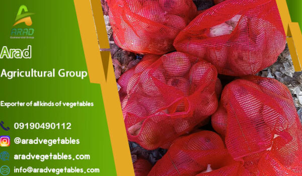 صادر کننده پیاز سفید به صورت عمده + قیمت مقرون بصرفه