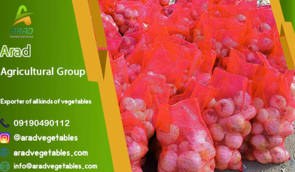 خرید پیاز سفید صادراتی از تولید کننده + فروش عمده