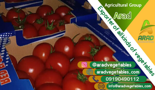 فروش گوجه فرنگی گلخانه ای عمده + سال 1404
