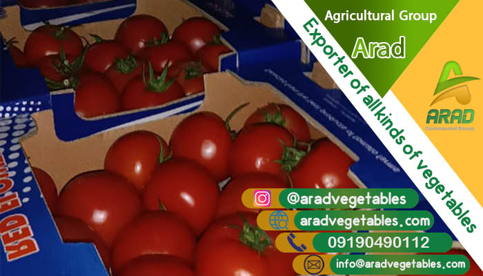 فروش گوجه فرنگی گلخانه ای عمده + سال 1404
