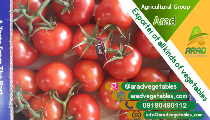گوجه فرنگی خوشه ای گلخانه ای صادراتی