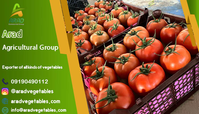 فروش گوجه فرنگی گلخانه ای صادراتی