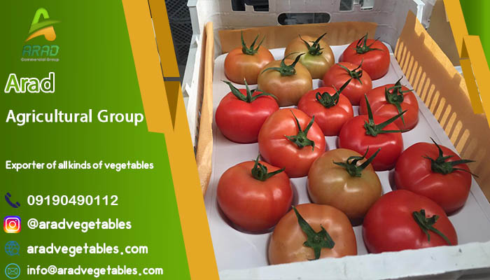 فروش گوجه فرنگی دافنیس صادراتی