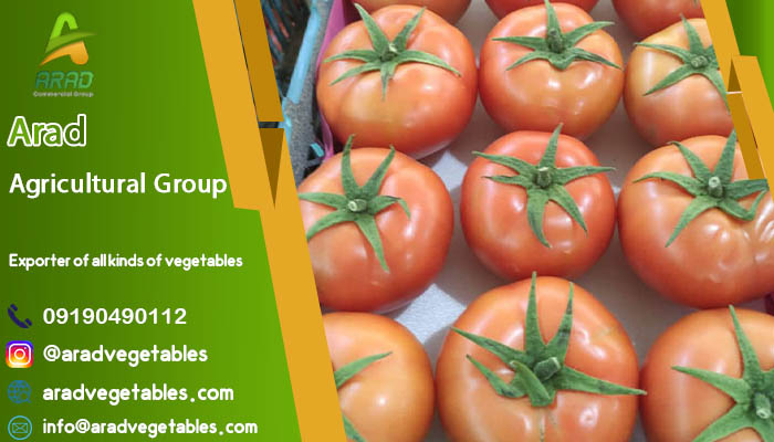 فروش انواع گوجه فرنگی صادراتی