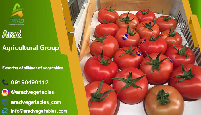 فروش گوجه فرنگی دافنیس صادراتی