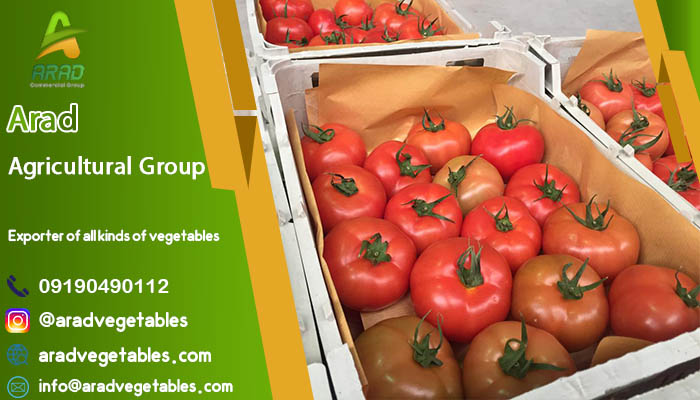 فروش گوجه فرنگی گلخانه ای دافنیس + گوجه دافنیس هیدروپونیک
