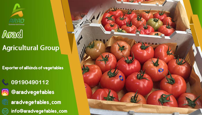 قیمت گوجه دافنیس هیدروپونیک + فروش گوجه
