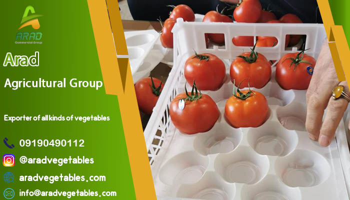 قیمت گوجه دافنیس هیدروپونیک + فروش گوجه