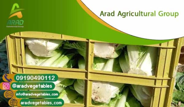 قیمت کاهو عمده جهت صادرات