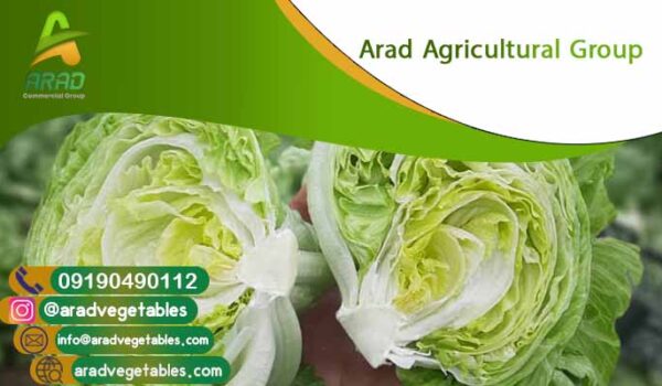 خرید کاهو آیسبرگ 🥬 عمده + قیمت امروز 1404