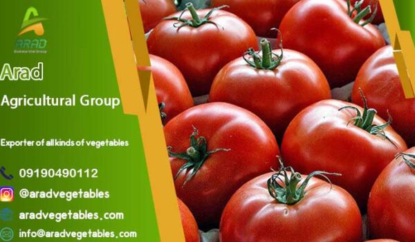 گوجه فرنگی صادراتی گلخانه ای + قیمت فروش