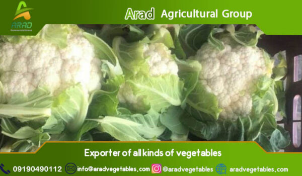 خرید گل کلم به قیمت عمده (دزفول)