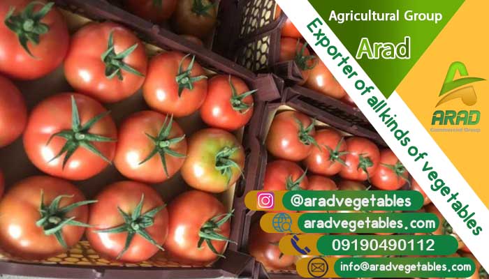 فروش گوجه فرنگی صادراتی با قیمت مناسب