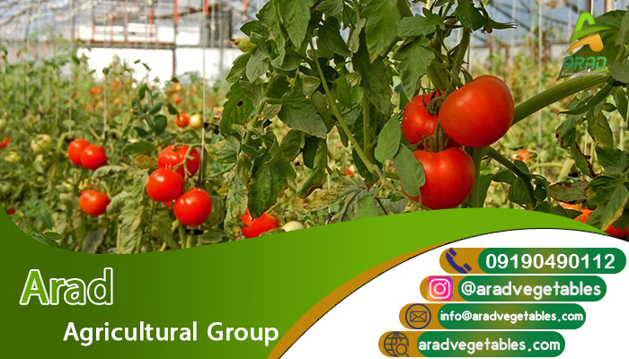 فروش گوجه فرنگی گلخانه ای دافنیس صادراتی