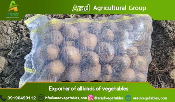 خرید عمده سیب زمینی از کشاورز + با کیفیت عالی